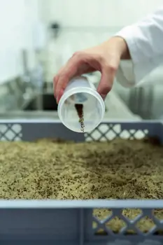 Seeds are prepared for sustainable indoor farming