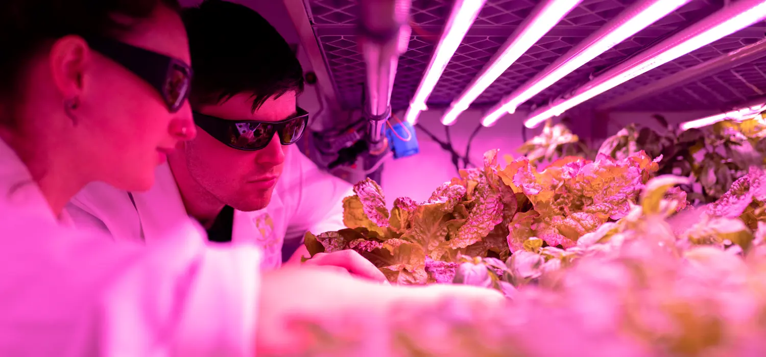 Male and female design engineers examine lettuce under UV lighting