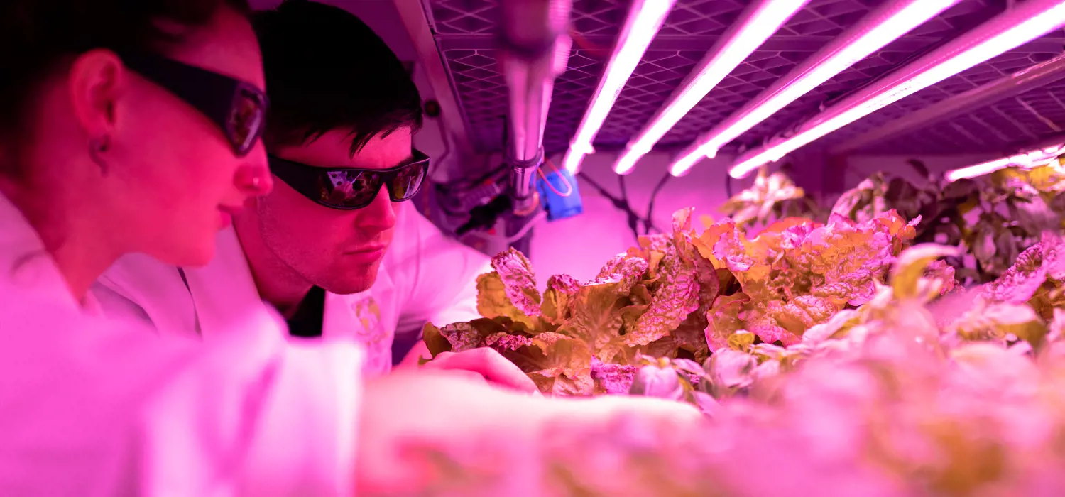 Male and female design engineers examine lettuce under UV lighting