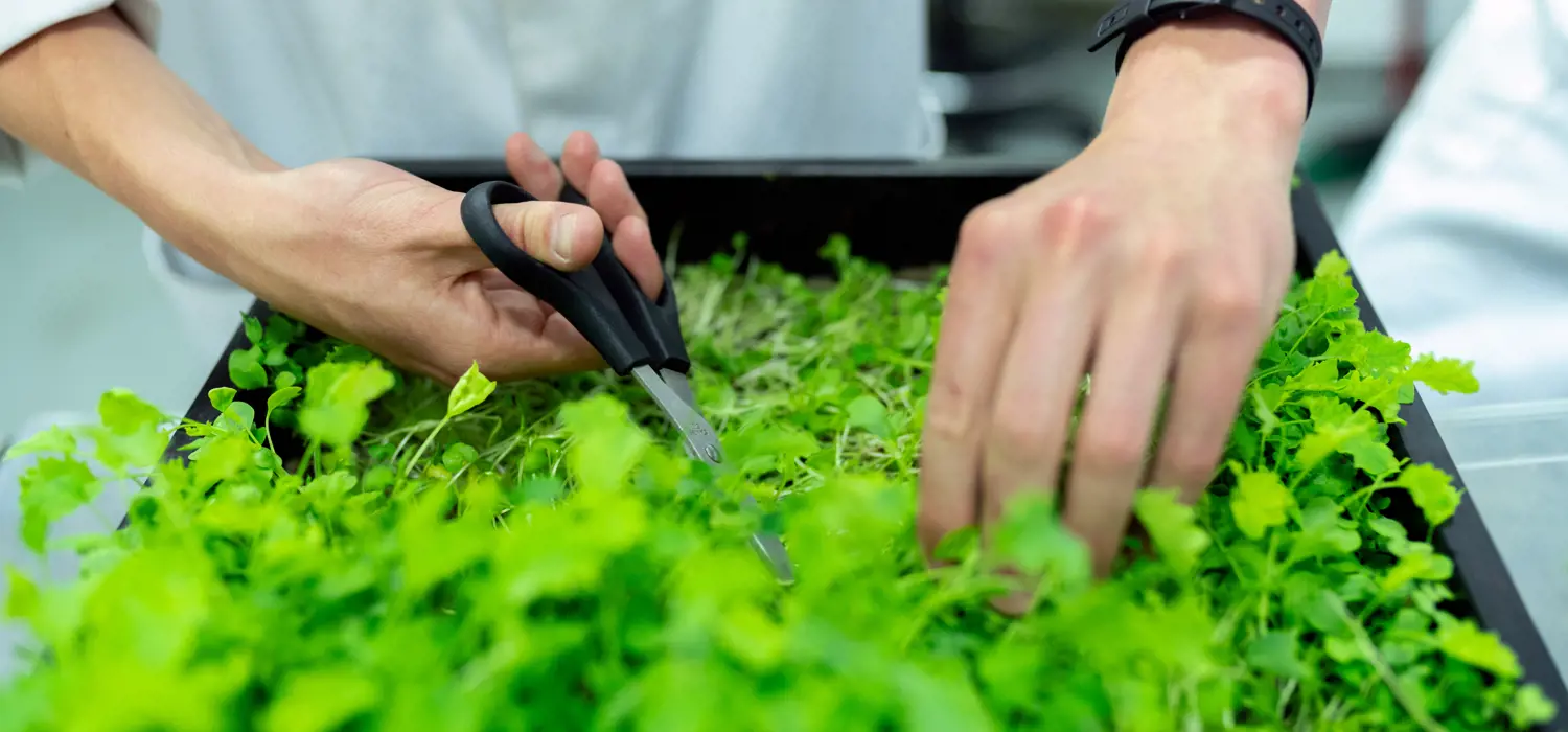 Design engineer trimming crops