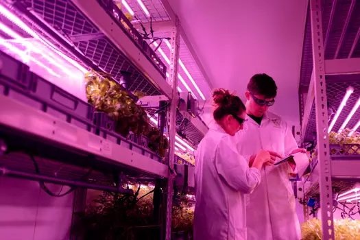 Design engineer monitoring crops