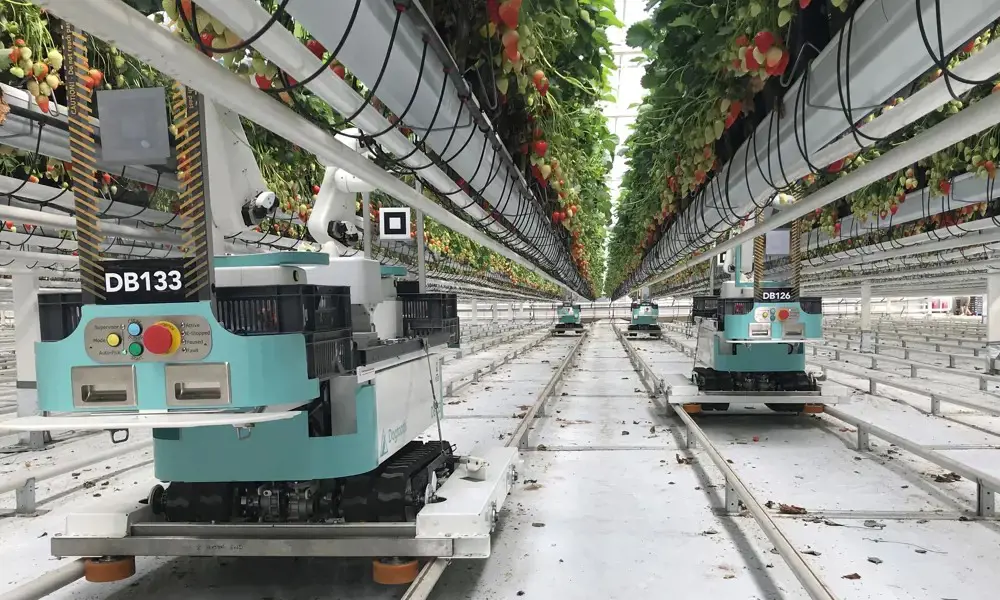 Dogtooth robots in greenhouse picking strawberries © Dogtooth