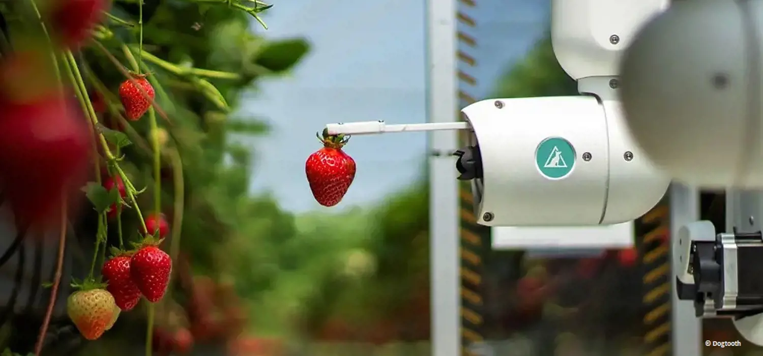 Dogtooth robot picking strawberries © Dogtooth